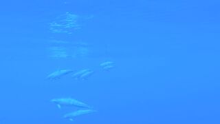 "Secrets of the Sea: Exploring the Playful World of Dolphins"