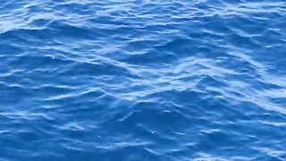 "Echoes of the Ocean: Delving into the Realm of Dolphins"