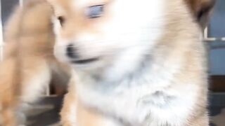 ???? two puppies always fight eachother???? .