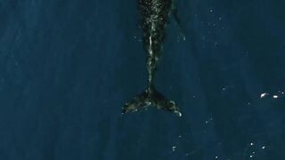 "Whispers of the Waves: The Elegance of Dolphins"