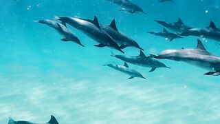 "Dolphins Unveiled: Beneath the Surface of the Sea"