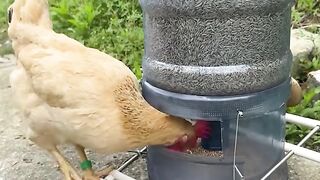 Best Chicken Feeder