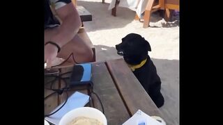 Funny Animals 43
