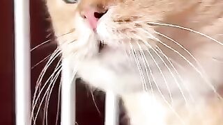 Talking cat 3