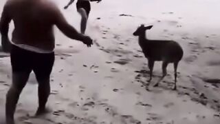 El Norteño - El Venado Canelo no existe__El Venado Canelo_???????????? -