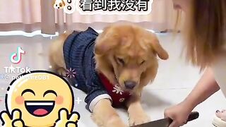 good dog 2