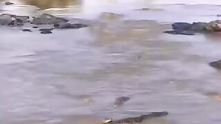 Crocodile's way of survival