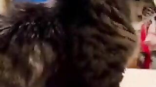 Talking cat 2 2