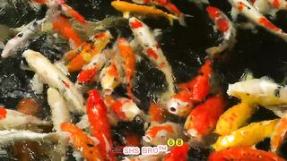 The kaf Fish