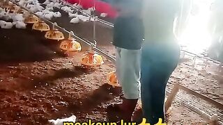 ayam broiler || kata kata lucu 399