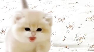 cute kitten 10