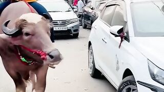 Orry baba ???? #publicreaction #comedyvideo #reaction #funnyvideo