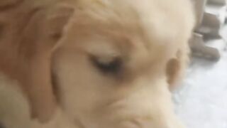 Dogy cute