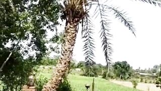 Thanda thanda paani