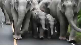 Elephants 3