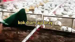 ayam broiler || kata kata lucu 401