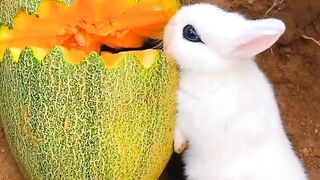 Little rabbit