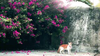 My Cute Cat 3