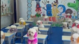 Very important dogs learning class???? be attentive????!