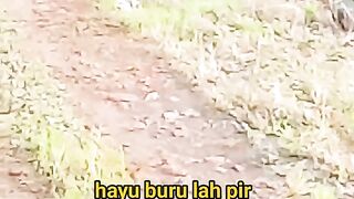 ayam broiler || kata kata lucu 402