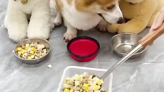 Beautiful Funny puppy # Funny video??????