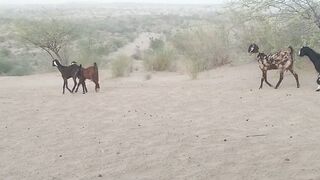 Goats wandered in the desert Taharparkar