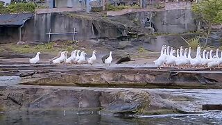 BBQ GOOSE