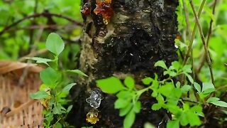PEACH RESIN