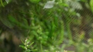 GREEN CHILLI 2