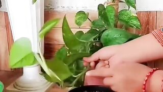 Nature ???? #lover ???? #planting ???? #greenry #like#share #subscribe #plzz