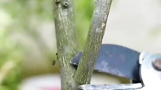 nature#lover#planting ???? #greenry