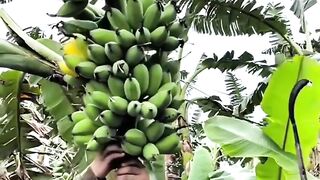 Banana fruit 2