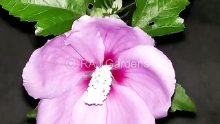 Flower blooms in timeplase