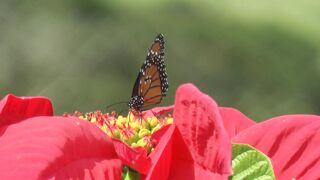 Nature Beauty 0038