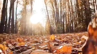 Autumn leaves