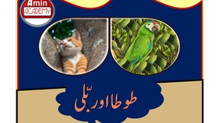 طوطا اور بِلی