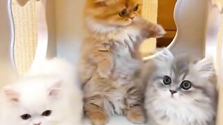 Follow my channel cute beautiful babies of cats