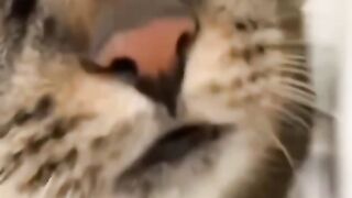 cute Cat funny  ???????????? ????