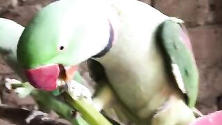 Talking Raw parrot