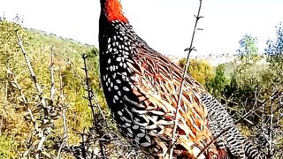 Black partridge Voice
