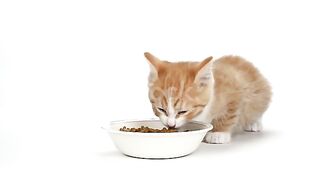 cute cat