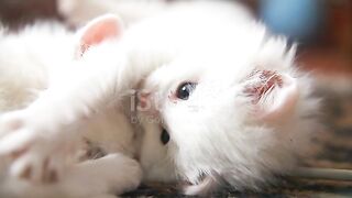 cute cat