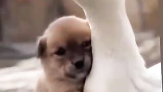 Duck and Dog love. Heating together..