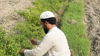 Work in the fields || Fresh and Green pepper || please subscribe our channel