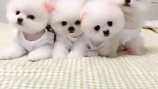 mini pocket Pomeranian dog.. puppy worldí ¾íµ°.ENCODING.