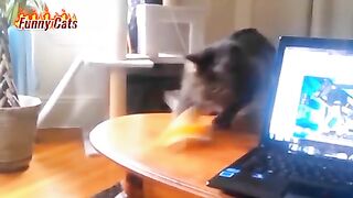 Funny Cats #unforgettable funny moments of cute naughty cats watch and enjoy