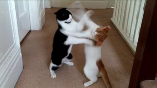 Cats Play Fighting