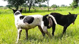 Dogs meeting
