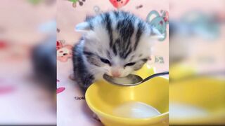 Funny Cats And Kittens Meowing