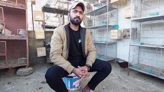 Lovebird Business In Pakistan | How to Earn Money From Birds | Birds Business Plain | Love Birds